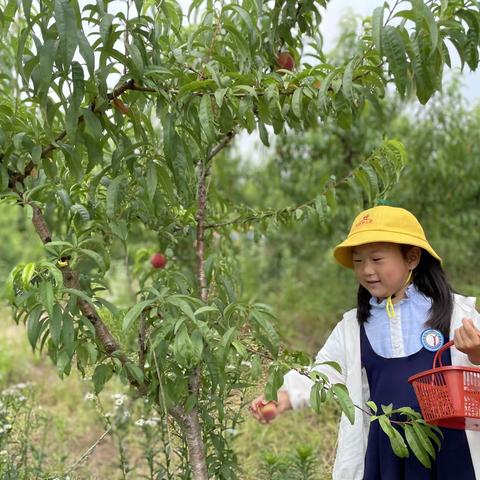 “六一快乐嘉年华·观赏桃园风光，体验采摘乐趣” —柏树幼儿园桃园采摘记