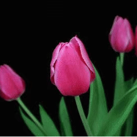 巾帼心向党 诵读经典传书香，-随影