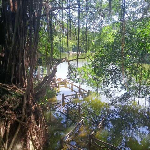 厦门植物园美景