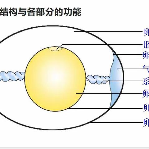 【细胞工作室】由细胞到个体的神奇过程