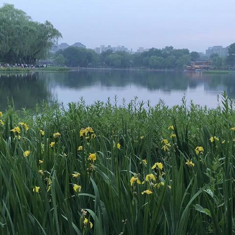 西海之花（竹）
