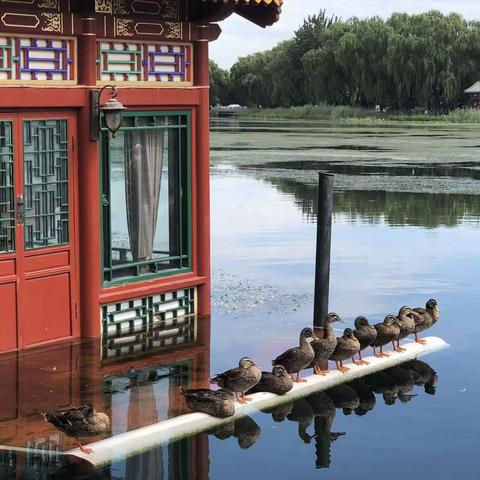 西海之鸭