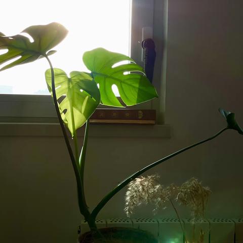 龟背竹