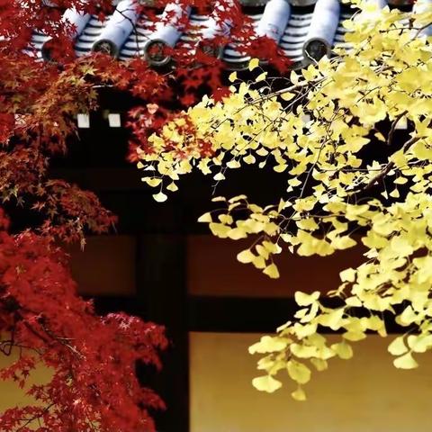 爱你在春天；想你在深秋…