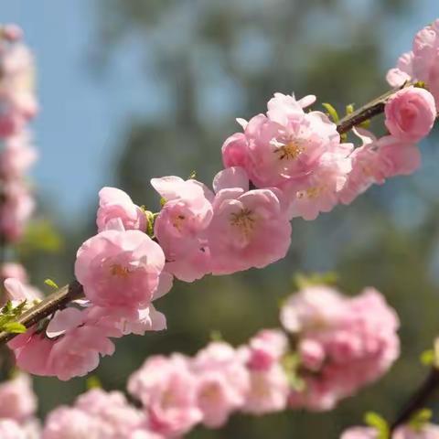 3月12日侯东幼儿园中一班宝贝的植树节纷呈