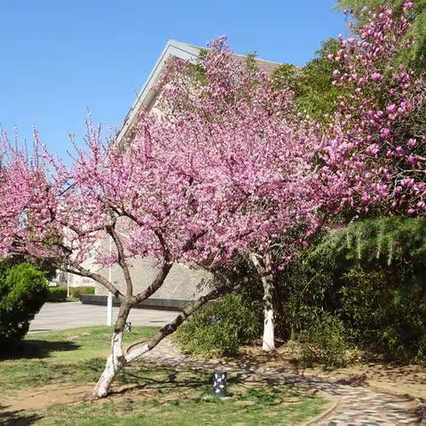 高能所大院的春花。2020.6.8.