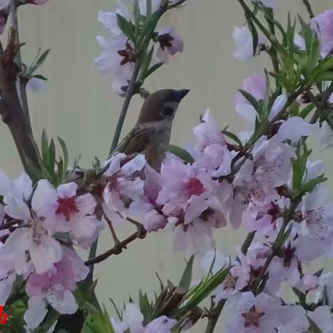 高能所大院的小鸟