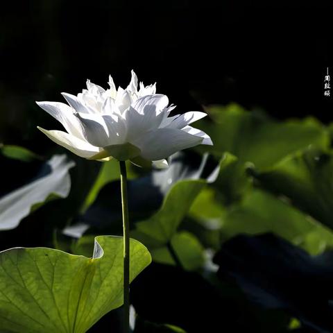荷花