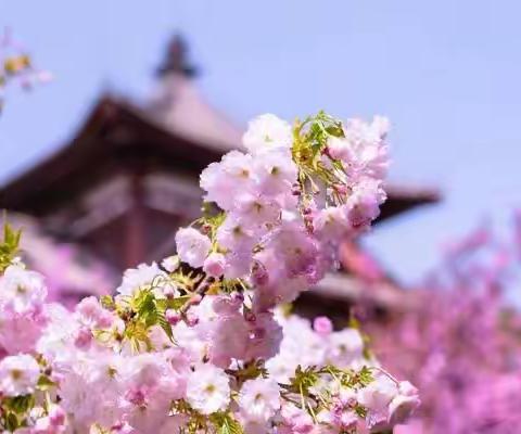 春到青龙寺，樱舞古韵中