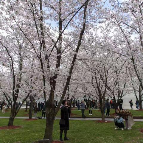 徐汇滨江龙美术馆樱花盛开