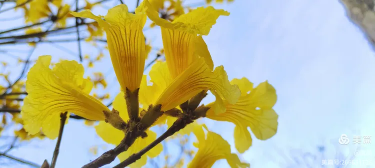 黄花风铃木一年开几次花正常