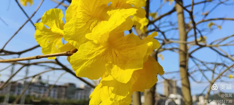 黄花风铃木小苗能开花吗图片