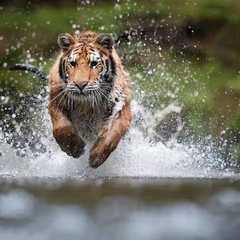 关于春节期物流停止发货通知