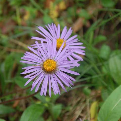 谷风原创诗歌～《只要你一个人静静听我说》