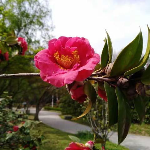 春意盎然花正浓