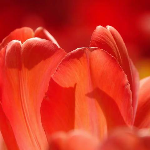 盛唐诗仙李白称妳是：“玉碗酒樽琥珀光”