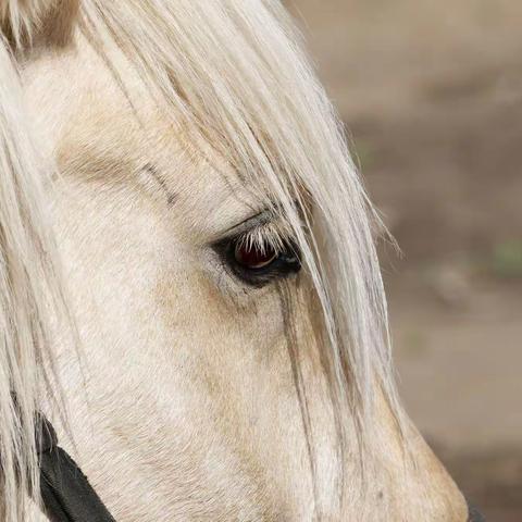 《我的游牧时光》内蒙之旅二