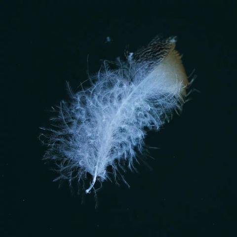 徜徉在最美的季节霜降        《七律•霜降》