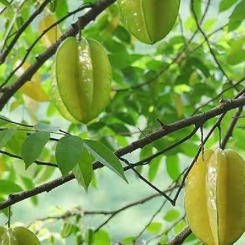 考威——德茂社区办园点中E班线上活动（第四期）