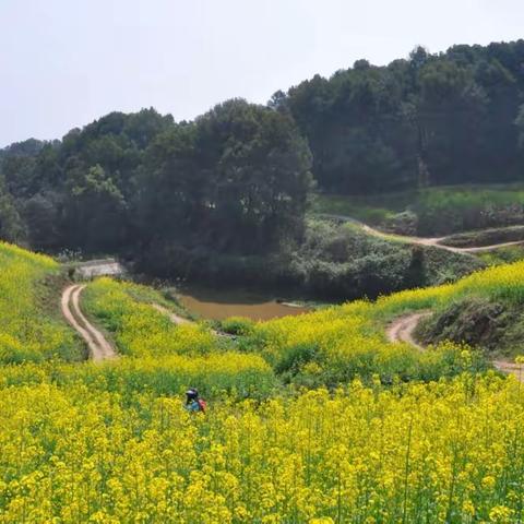 徒步路上的花花世界（20230311）