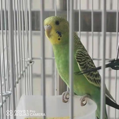 鹦鹉观察日记（选篇）