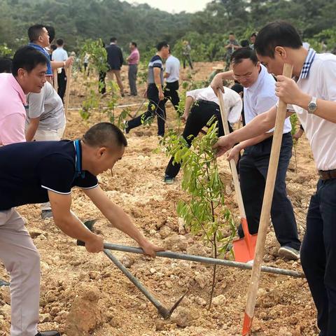 践行生态文明 共建绿色家园        ——记三亚市市场监管局“义务植树”主题党日活动