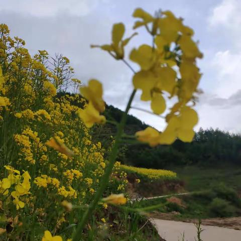 黄昏踏着夕阳赏油菜