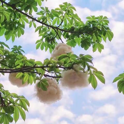 木棉花絮满天飞