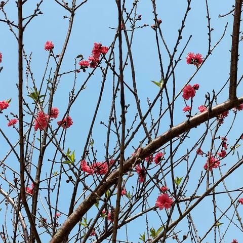 “履行植树义务，共建美丽校园”  ——织篢镇中心小学植树节主题教育活动