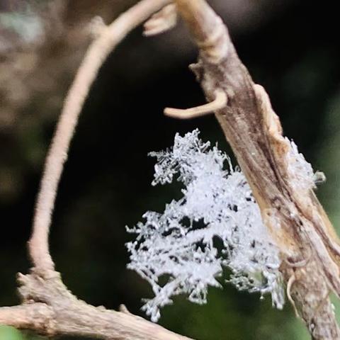 太阳🌞雪❄️—大年初三的奇观