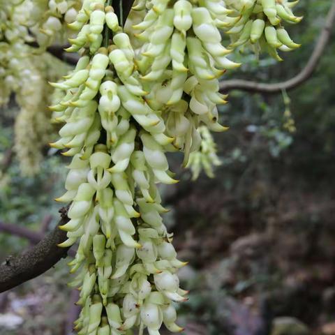 春天到来百花开万千禾雀展翅来