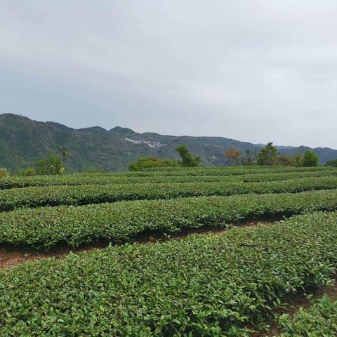 漳州市海峡两岸茶业交流协会刘文标会长等一行深入长泰调研茶产业