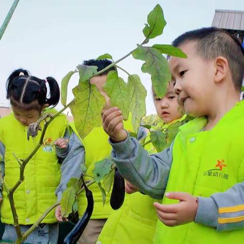 秋寒露重 且听秋声—— 华星中北园24节气之寒露主题活动