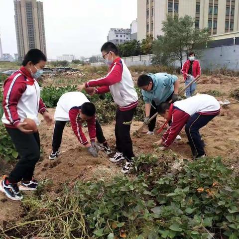 天宁小学六年级五班中队红领巾爱劳动——“红薯忙收几分甜”劳动实践活动