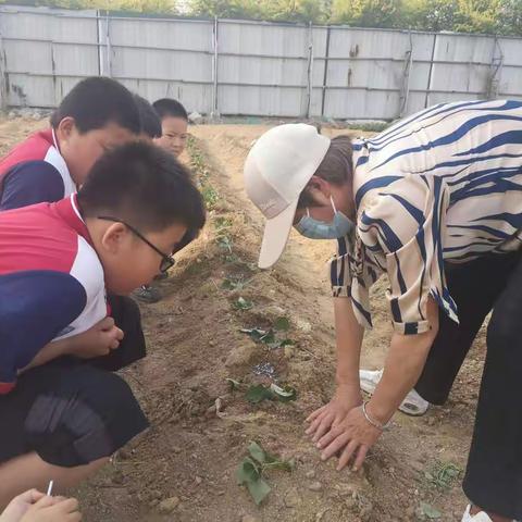 劳动章助成长 红领巾展风采