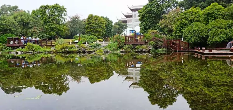 水生美人蕉价格表