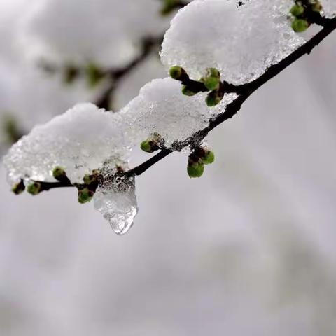 冰姿不怕雪霜欺，惊破梅心，多少春情意