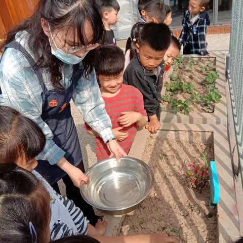 *浅谈幼儿种植的教育意义*                                童泰幼儿园—— 银杏班