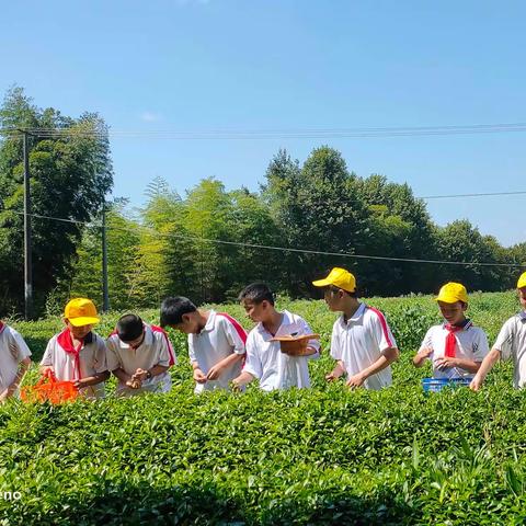 “寻茶问道—弘扬茶文化 体验茶味道”——建瓯市川石乡中心小学暑期社会实践活动【一】