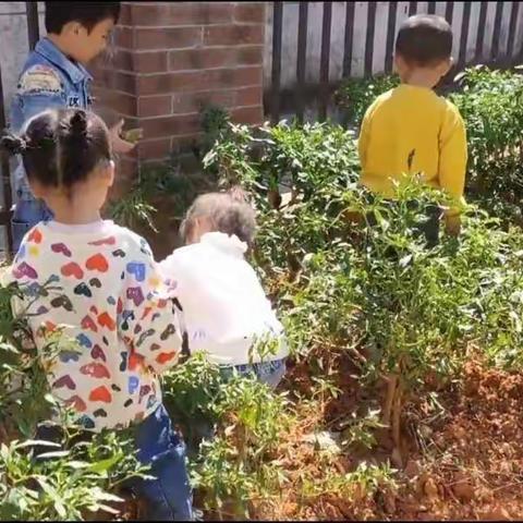 余江区青年农场幼儿园小二班田园时光