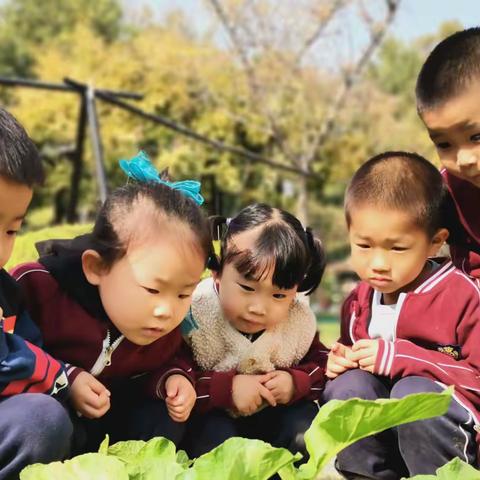 自主教育------让幼儿像野花一样生长