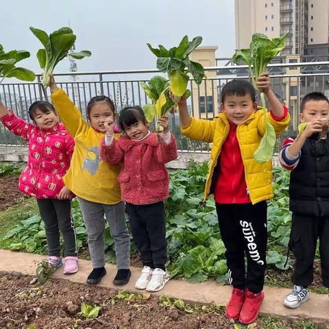 收获的季节——采摘瓢儿菜🥬