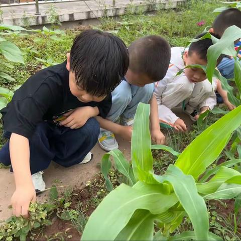 大二班——菜园施肥篇