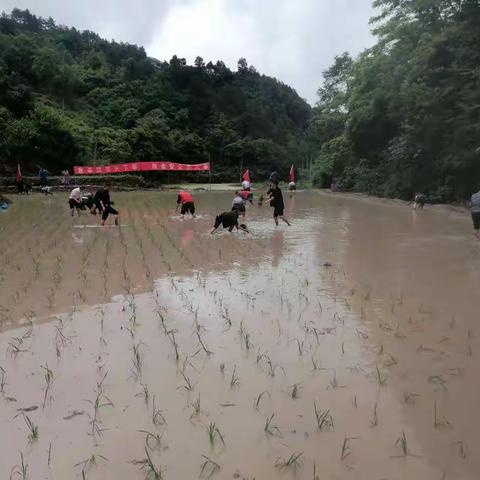 鱼塘村：党建“接地气”，插秧助春耕