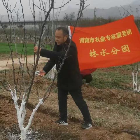 渭南市农业专家服务团林水分团在华州区组织开展了花椒冬季科学管理技术培训网络直播