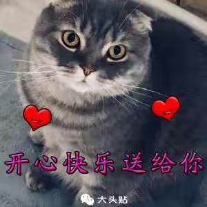 让人舒服🐱是顶级的喵星人的人格魅力