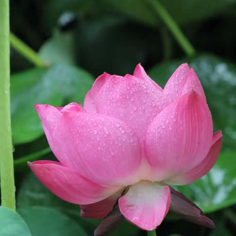 风雨池情荷花美