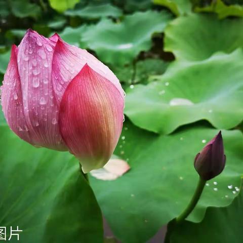 生如夏花不负年光/荷花情