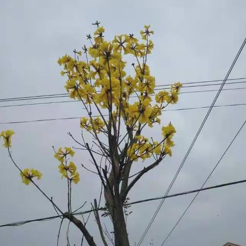 花开花落又一春