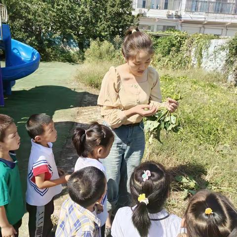 红薯叶变身记！——杨官屯乡中心幼儿园自然活动